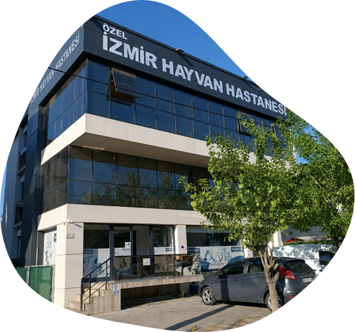 İzmir Hayvan Hastanesi bakım alanı